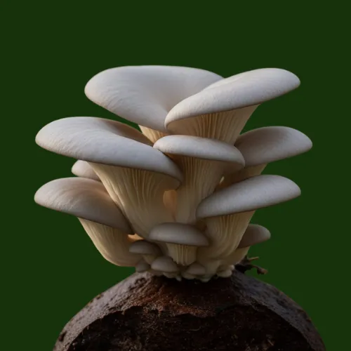 Grey Oyster Mushrooms