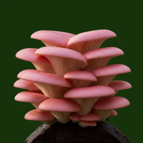 Pink Oyster Mushrooms